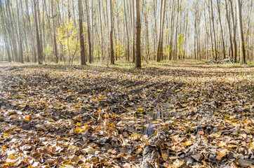Young forest along the river Danube in the autumn part of the year.