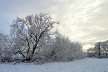 Alte Weiden an Bachlauf an einem Winterabend.