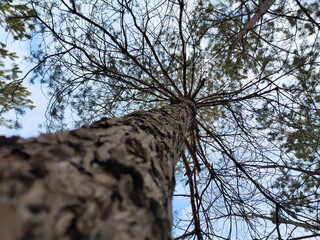 trunk