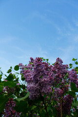 Blooming lilacs against the blue sky. Solar natural light. Aroma and freshness concept. Selective focus. Copy space