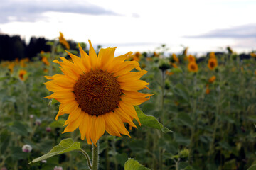 Yellow sunflower on a rustic field