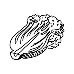 Vector kimchi illustration isolated on white background.