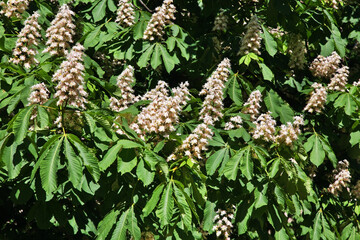 Slottsparken - Palace Park in Oslo. Norway