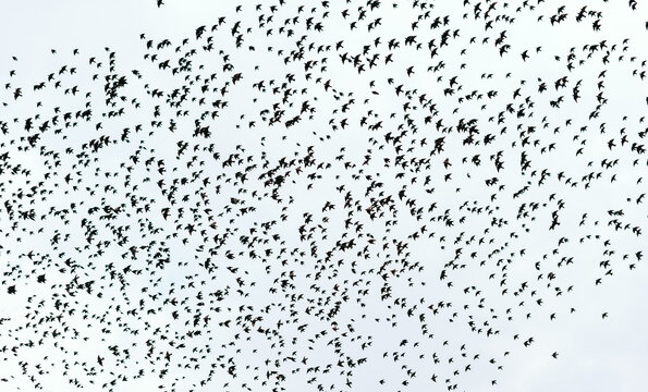 Photo of many birds flying over clean sky