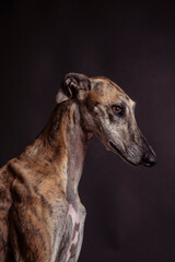 Galgo Greyhound