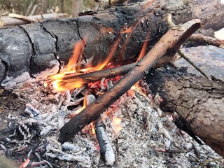 fire in the forest
