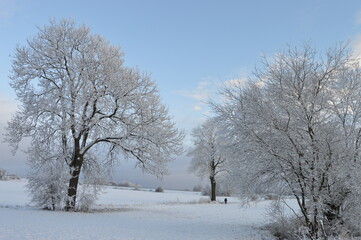 Winterlandschaft mit verschneiten Bäumen.