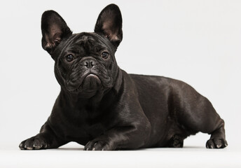 bulldog dog lies in the studio