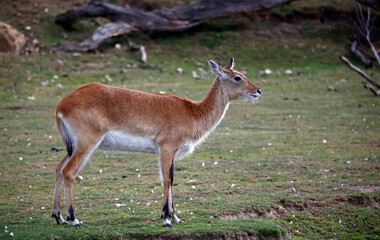 Kafue Lechwe grazing by a water hole