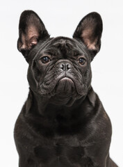 portrait of black dog bulldog in studio