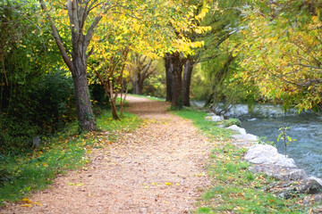 Naklejka premium Fallen autumn leaves in the forest. Selective focus.