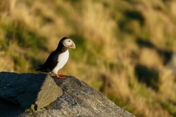 Atlantic puffin standing on cliff in summertime .