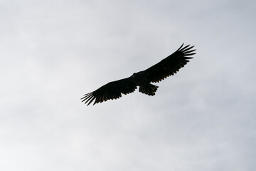 White tailed eagle, Haliaeetus albicilla, flying above the sea.