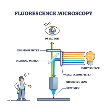 Fluorescence microscopy instrument principle and structure outline diagram. Magnification device parts for physics laboratory equipment vector illustration. Labeled educational microscope explanation.
