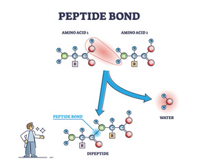 Peptide bond as amino acids formation in protein biosynthesis reaction outline diagram. Labeled educational biochemical process explanation with dipeptide, water and proteins vector illustration. - obrazy, fototapety, plakaty
