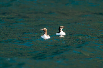 Common guillemot (Uria aalge) swimming at sea.
