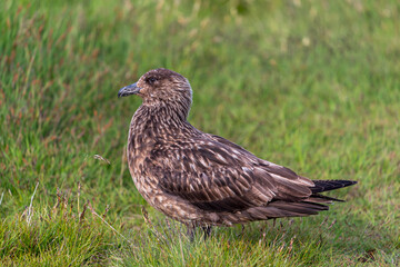 Great Skua (Catharacta skua) on Runde Island