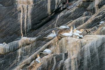 Northern gannet (Morus bassanus) at the cliff at Runde.