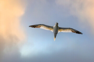 Northern gannet (Morus bassanus) in flight at Runde bird island.