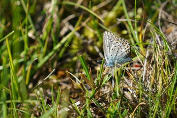 The beautiful Common blue butterfly on flower (Polyommatus icarus).