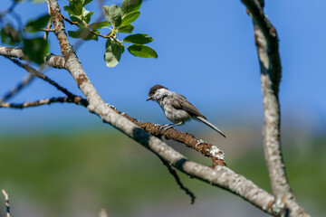Willow Tit (Poecile montanus) in the forest.