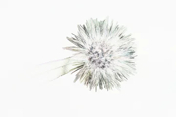 Foto auf Alu-Dibond dandelion seed head © ToneLisbeth