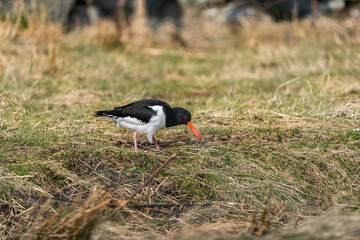 Eurasian oystercatcher bird in a grass field.