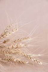 Abstract background with dried wheat ears on a pastel background. Minimalism.