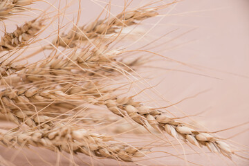 Abstract background with dried wheat ears on a pastel background. Minimalism.