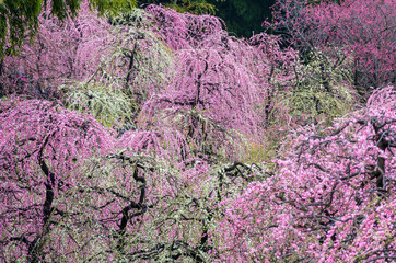 満開の枝垂れ梅