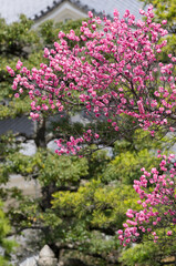 満開の八重紅梅