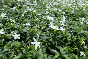 Field of white gardenia with blurred background in outdoor garden.