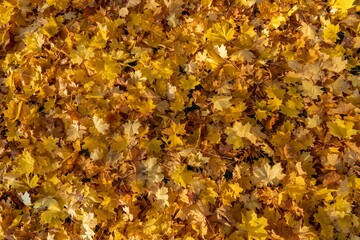 Ground covered with golden sycamore leaves at the fall