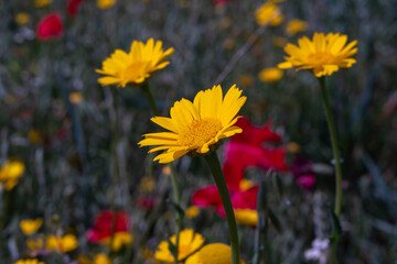 Anthemis tinctoria (Cota tinctoria or golden marguerite, yellow chamomile) flowers