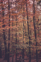 Autumn Woodland Landscape photography