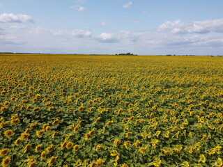 Clear blue sky over a sunflower field on a summer day. Farmer's field, aerial view.