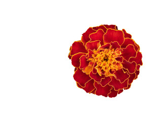 One large marigold flower, close-up shot, top view. The flower is isolated on a white background.