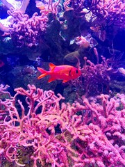 赤い熱帯魚と珊瑚