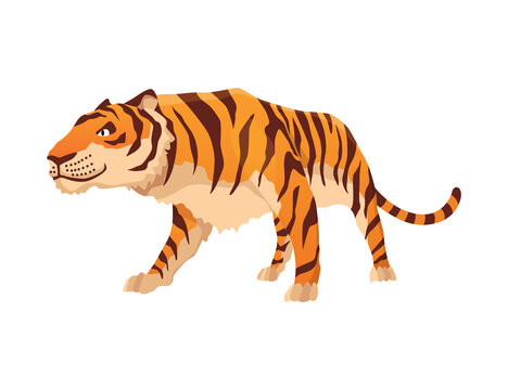 Adult big tiger. Cute animal from wildlife. Big cat. Predatory mammal. Painted cartoon animal design. Flat  illustration isolated on white background