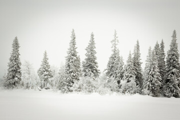 Snowy forest in lapland