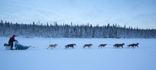 musher running with sled dogs through snowy forest