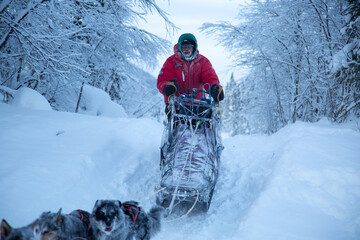 musher running with sled dogs through snowy forest