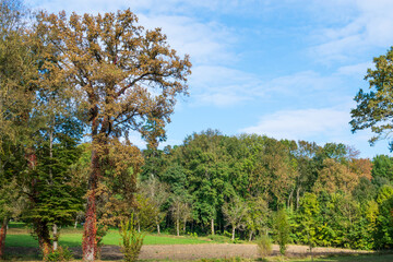 Obraz premium Colorful autumn trees, Miclauseni Castle, Romania