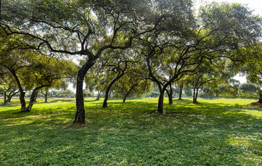 Fototapeta na wymiar The trees surrounding the ancient palace