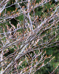 Tree branches and dried leaves