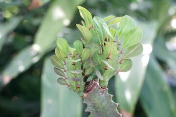 fresh green cactus tree in nature garden