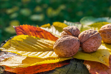 Natural walnuts among fall colored leaves enlightened by sunset light.