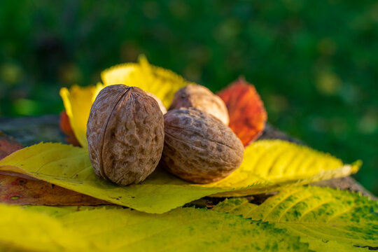Natural walnuts among fall colored leaves enlightened by sunset light.