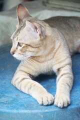 cute tabby cat in country Thailand