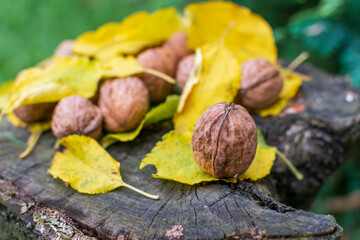 Natural walnuts among fall colored leaves enlightened by sunset light.